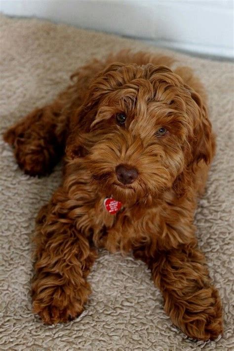 The 25+ best Brown cockapoo ideas on Pinterest | Golden doodles ...