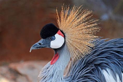 East African Crowned Crane - Denver Zoo