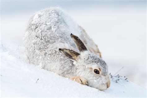 Behind the scenes: Photographing mountain hares in Scotland – Joanne Maly