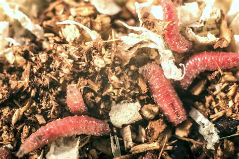 Are Maggots in Compost GOOD or BAD?