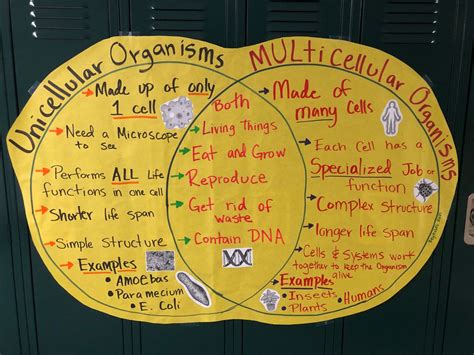 Unicellular vs. multicellular anchor chart | Anchor charts, Longer life, Life