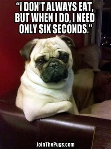 The Best Pug Memes on the Internet