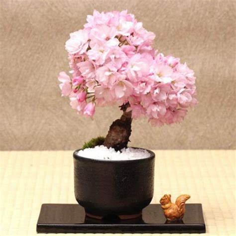 Pink Sakura Tree Seeds, Bonsai Tree Seeds, 10pcs/pack – UrbanGardenSeed