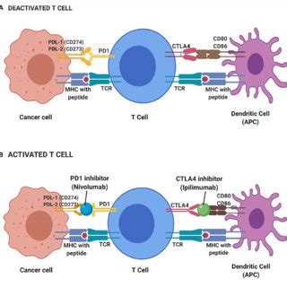 | Deactivated (A) and activated (B) T cell-based on immune checkpoint ...