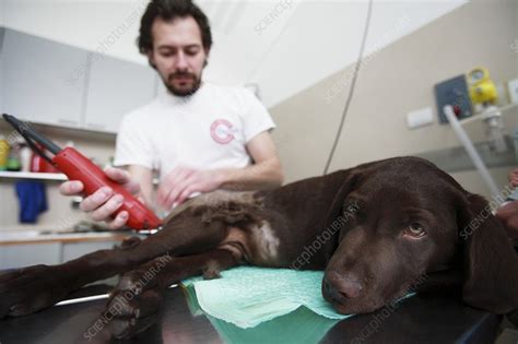 Veterinary surgery - Stock Image - C009/3540 - Science Photo Library