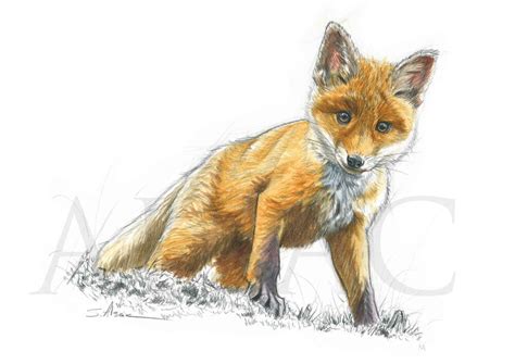 "P'tit Renard" - Dessin du petit d'un renard - Collection "Les Petits ...