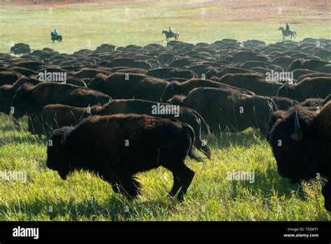 Yearly Buffalo Roundup at Custer State Park, Black Hills, South Dakota, USA Stock Photo - Alamy