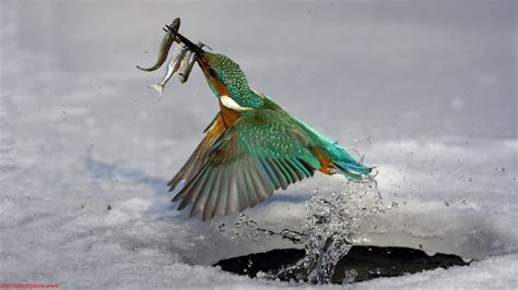 Wallpaper : birds, animals, nature, snow, winter, ice, wildlife, kingfisher, fishing, season ...