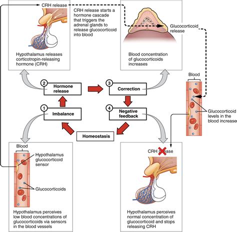 9.2: Endocrine System Basics - Medicine LibreTexts