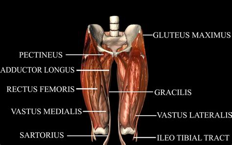 hip joint 3d model