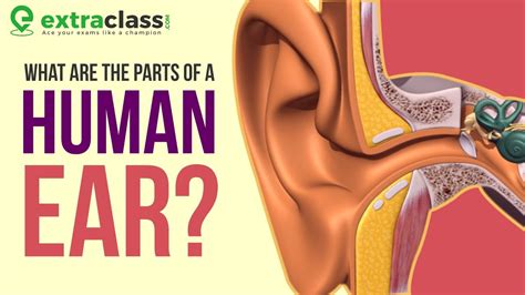 Anatomy of Ear | Animation | Extraclass - YouTube