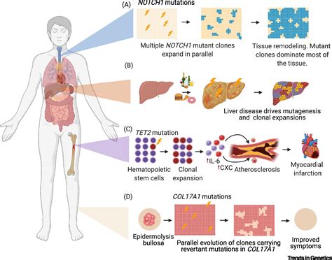 Somatic mutations provide important and unique insights into the biology of complex diseases ...