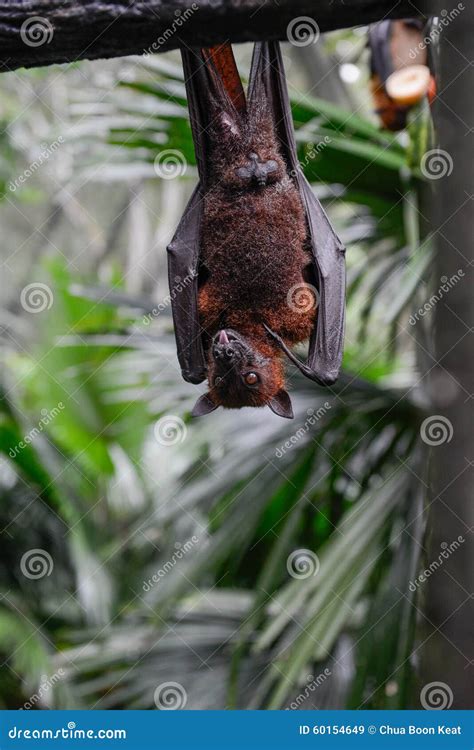 Bat Hanging on a Tree Branche Stock Image - Image of head, nature: 60154649