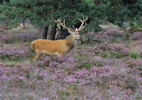 Spot wildlife at National Park De Hoge Veluwe | Heavenly Holland