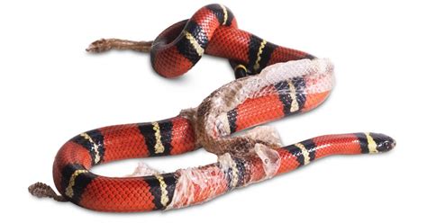 Snake Shedding Skin | How Snakes Shed Skin | DK Find Out