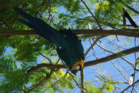 My Roadside Photos: Punta Cana Wildlife