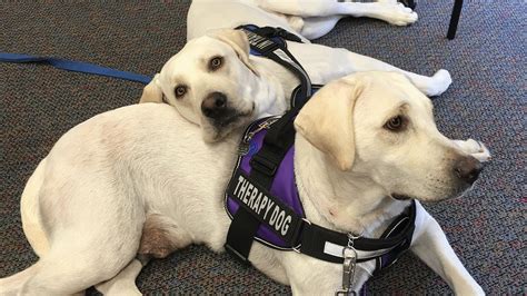 Can Labrador Retriever Be Therapy Dog