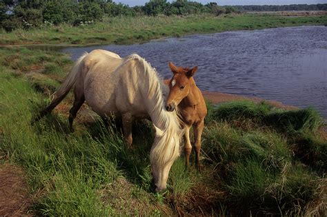 Chincoteague Ponies on Pinterest | Ponies, Swim and Islands