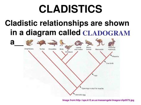 PPT - CLADISTICS PowerPoint Presentation - ID:3316328