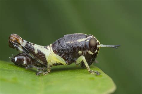 Grasshopper on green leaf stock photo. Image of macro - 153894732