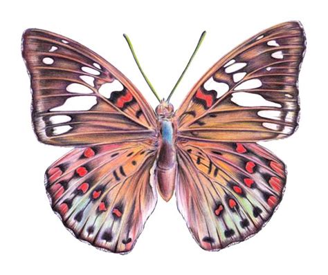 How to Draw a Butterfly with Color Pencils