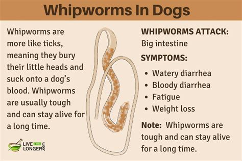 10 Best Home Remedies For Worms In Dogs