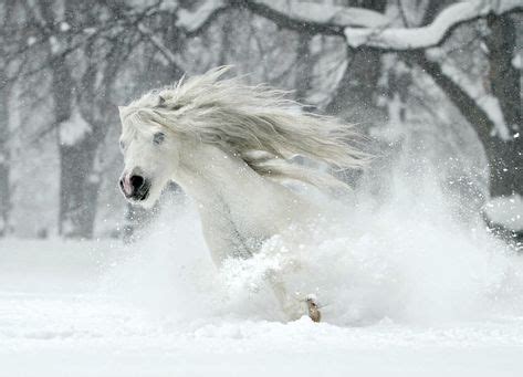 White horse plunging through drifting snow. Beautiful. (Katarzyna ...