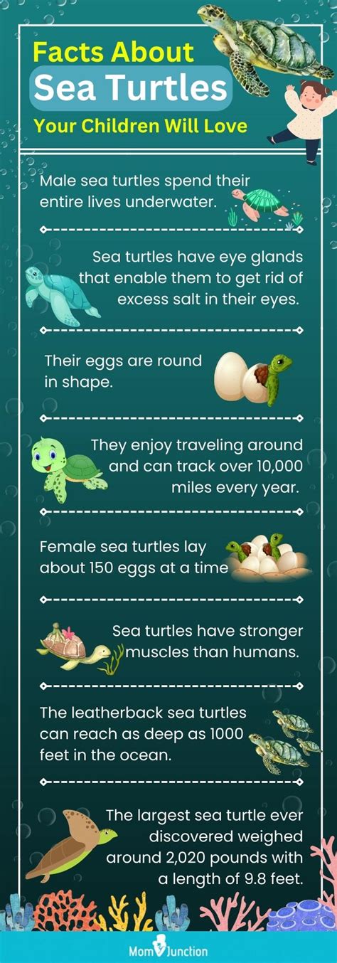 25 Fun Facts About Sea Turtle For Kids