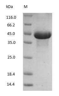 Ovalbumin Protein Native produced in Chicken | LSBio