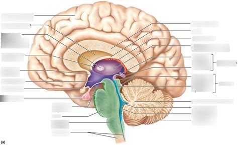 Midsagittal Section of the brain Diagram | Quizlet