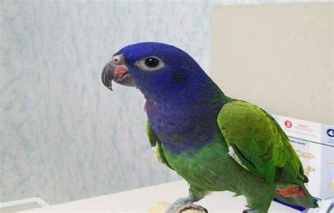 Top 7 Pionus Cage Size - Prices & Benefits - CuteParrots