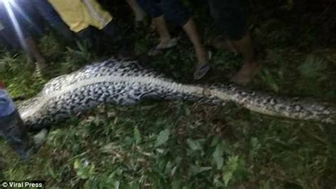 Photos: Akbar Salubiro Indonesian man eaten alive by python found.