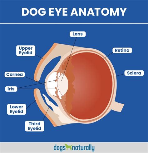 Dog Eye Diagram