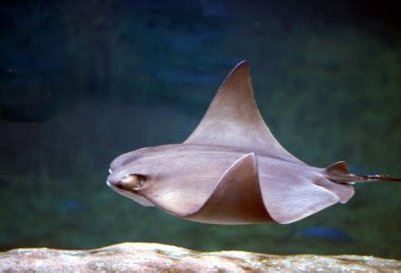 Cownose Ray l Remarkable Migrations - Our Breathing Planet