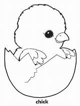 Baby Chick In His Eggshell Coloring Page  Bird coloring Pages sketch template