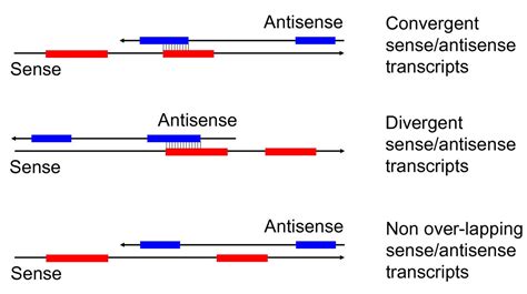 Biological functions of natural antisense transcripts | BMC Biology | Full Text