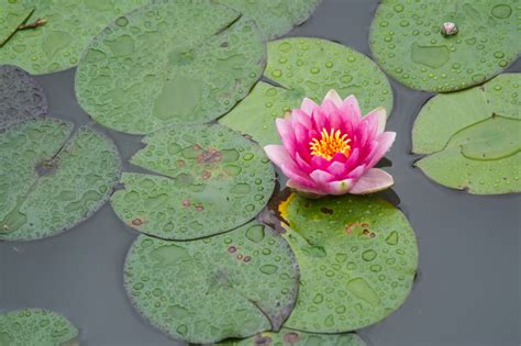 Water Flower Lotus Royalty Free Photo