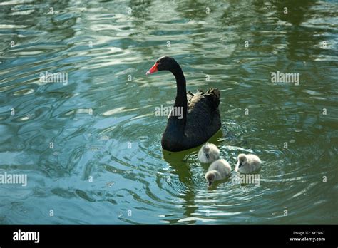 Black swan with three cygnets Stock Photo - Alamy