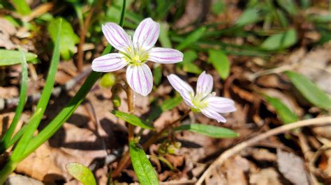 Appalachian Trail Wildflowers | Appalachian Trail Conservancy