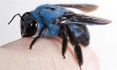 This incredible blue bee is sure to cheer up your day