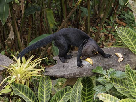 Definitive Guide To Tayra Facts, Habitat, Conservation Status, Zoo ...