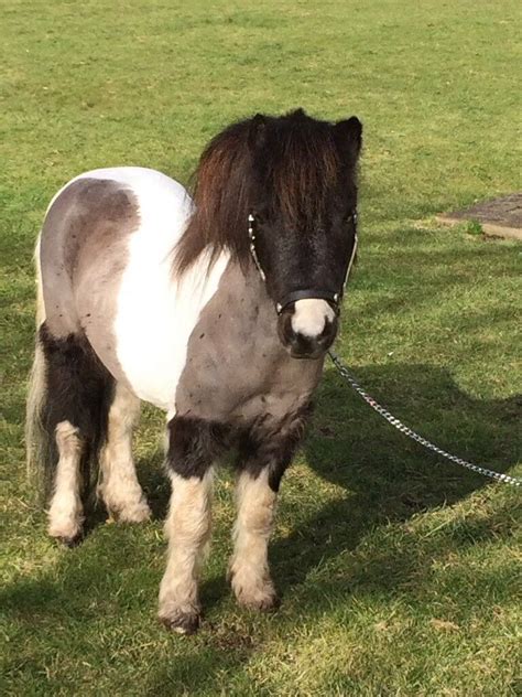 31 inches Miniature horse for sale | in Belford, Northumberland | Gumtree