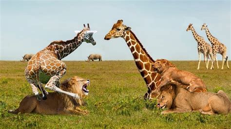 Lion vs giraffe - lion attack giraffe - giraffe kick lion - lion vs ...