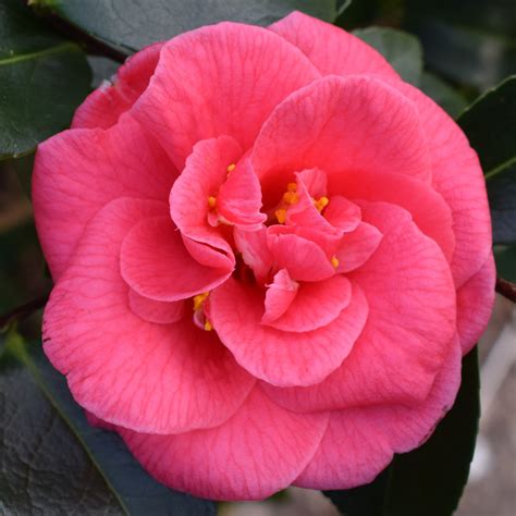 Camellia japonica 'Splendens Carlyon' - Camellias - Millais Nurseries