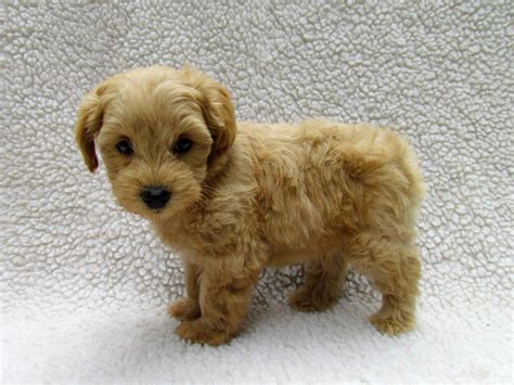 Growing Puppies - Virginia Schnoodle Breeder --Hypoallergenic Dogs: More 7 week Schnoodle puppy ...