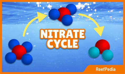 Nitrate cycle - what is this all about? - Reef Pedia