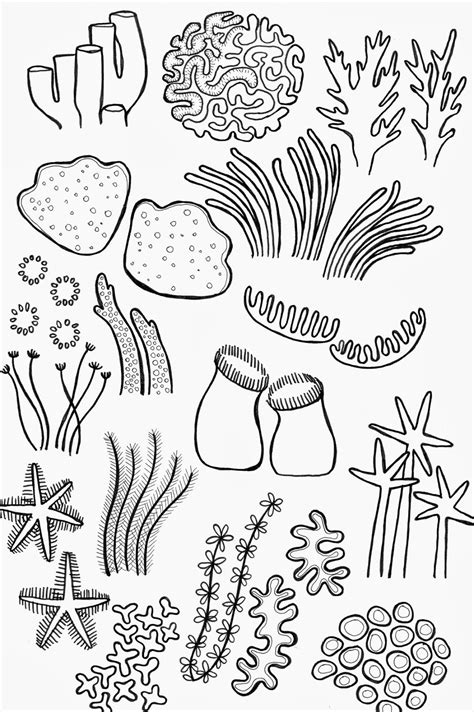 Coral Reef Drawing, Coral Reef Art, Coral Reefs, Sea Coral, Drawing For Kids, Line Drawing, Sea ...