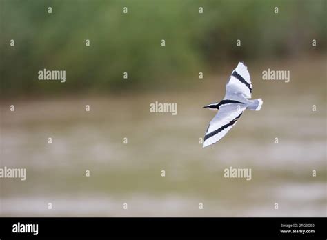 Egyptian Plover, Pluvianus aegyptius, on a riverbank of a river in Ghana. Also known as the ...