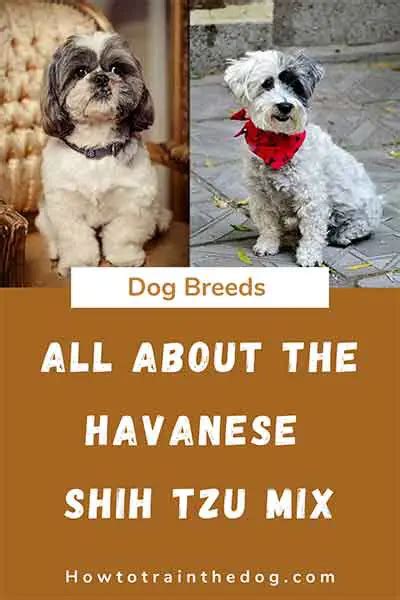 All About The Havanese Shih Tzu Mix (Havashu) With Pictures