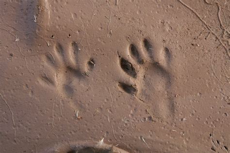 Getting Started Identifying Animal Tracks – NatureTracking